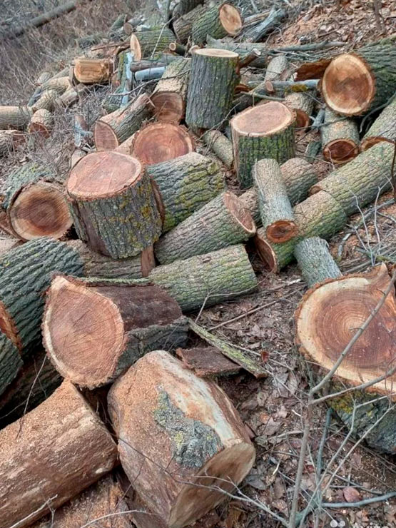 Купить дрова Ясень не колотый в Астрахани